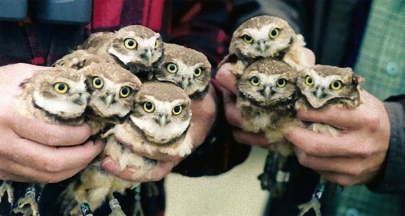 猛禽ラヴ フクロウに関しての興味深い10の事実 ニュースはトレンドチューブ news trend tube