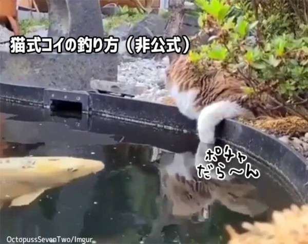 ポチャっと落としてじ～っと待つ。猫式コイの釣り方 : カラパイア