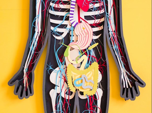 これならグロくない？かわいい切り絵で人体解剖を学べるアプリ