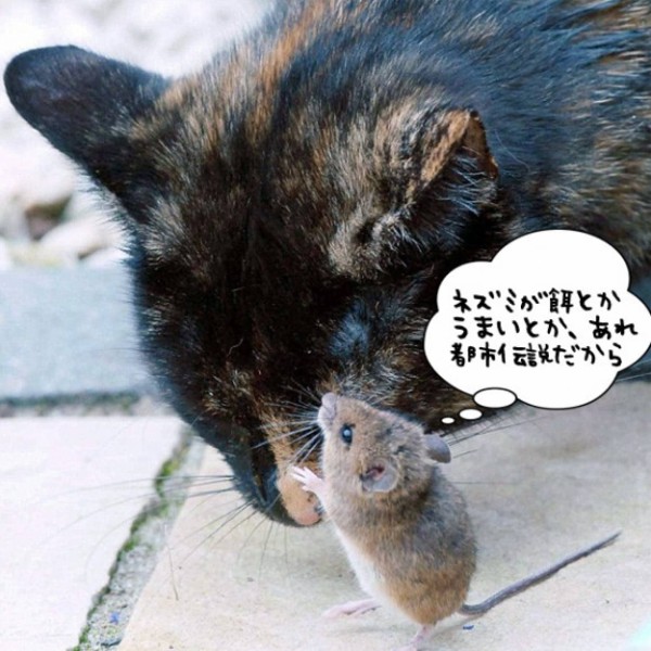 説得交渉の末猫と友好条約を結んだやり手のネズミ（アイルランド