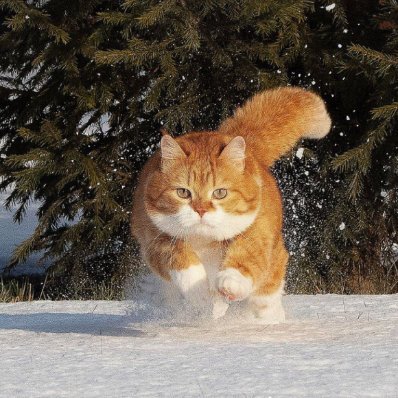 寒冷地仕様だから雪に強し！ロシアの猫、ジンジャーの日常 : カラパイア