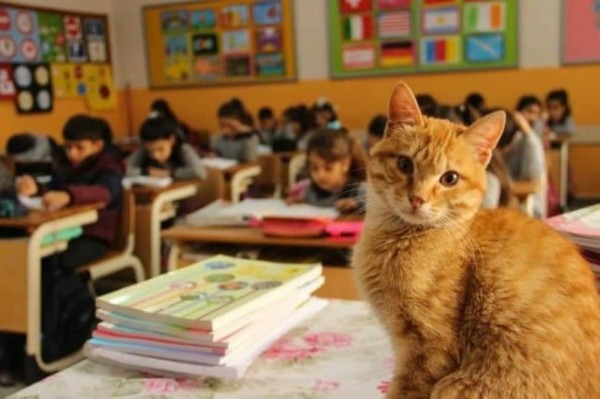 猫向け優良人間づくりは早期から。小学校で毎日授業を受ける野良猫、子供たちの指導係も（トルコ） : カラパイア