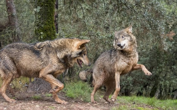 憧れのオオカミと一緒に散歩ができる！スペインの体験ツアー : カラパイア
