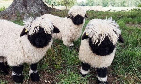 世界で最もかわいい羊と評される ヴァレー ブラックノーズ の白黒モフモフの世界 カラパイア