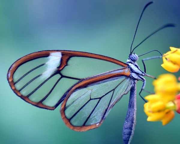 透けて見えるぜ。透明なガラスのハネをもつ蝶々「グラスウィング・バタフライ」 : カラパイア