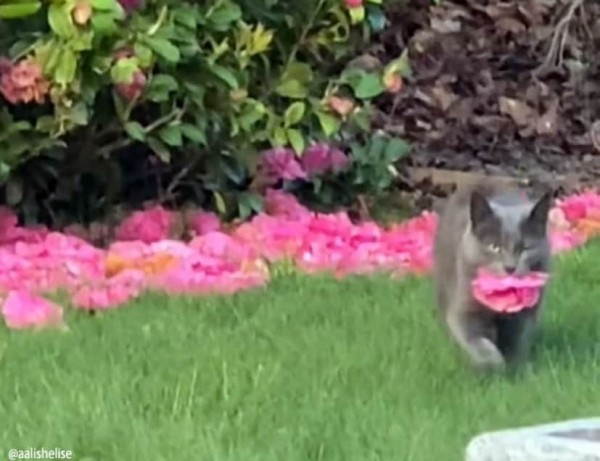 お花の配達人は猫だった。庭の花を持ち運び飼い主にプレゼントする