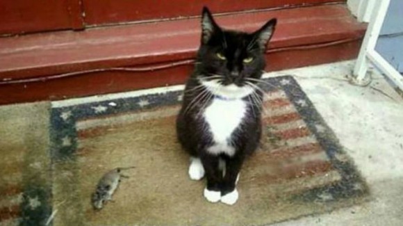 実際のところ猫は飼い主のことをどのように思っているのだろうか 大きな猫 でも敵じゃない と思っているらしい 英研究 ニュースはトレンドチューブ News Trend Tube 実際のところ猫は飼い主のことをどのように思っているのだろうか 大きな猫 でも敵じゃない と思っているらしい 英研究 ニュースはトレンドチューブ News Trend Tube