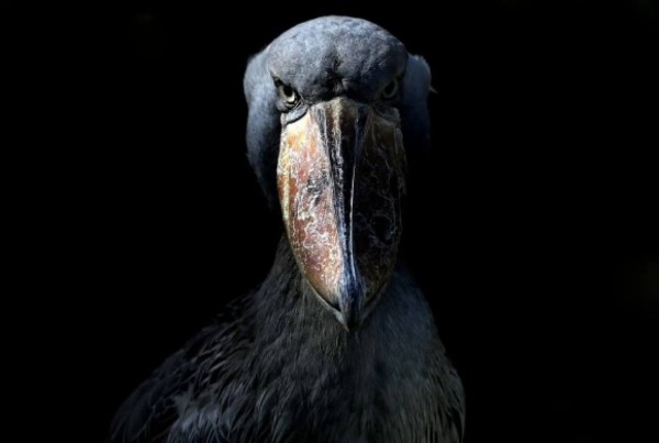 兵庫県 神戸どうぶつ王国に怪鳥 ハシビロコウ先輩がやってきたぞ カラパイア