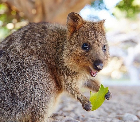 ここはネット動物園 ユニークかわいい動物たちを観察しよう カラパイア Linkis Com