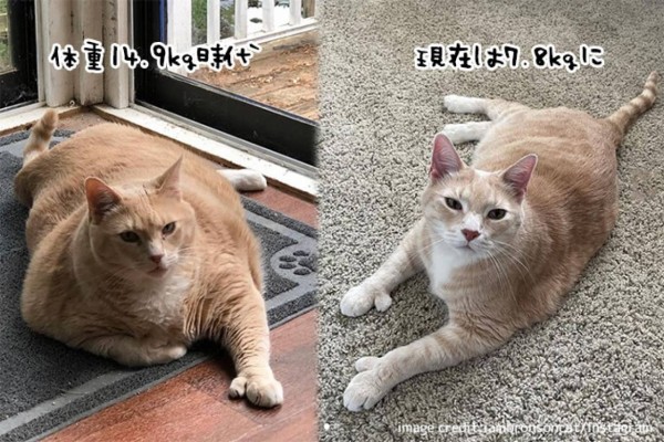 体重15キロの太っちょ猫、新たな飼い主の元ダイエットに成功！ビフォア