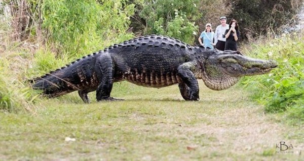 ちょっと通りますどころじゃないよ フロリダ州で巨大ワニが出没 アメリカ カラパイア