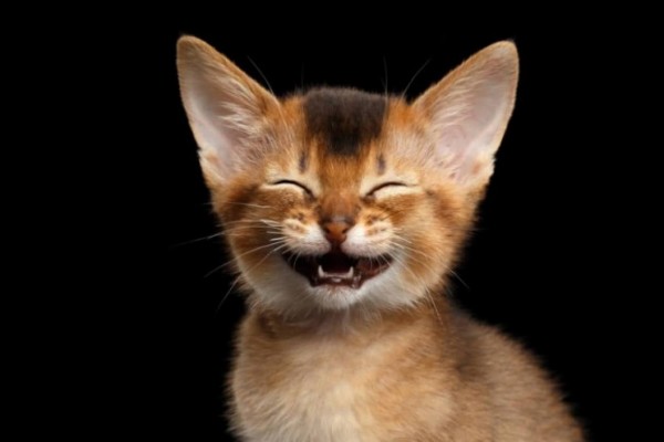 猫の鳴き声には意味がある 7種の鳴き方とその意味 カラパイア