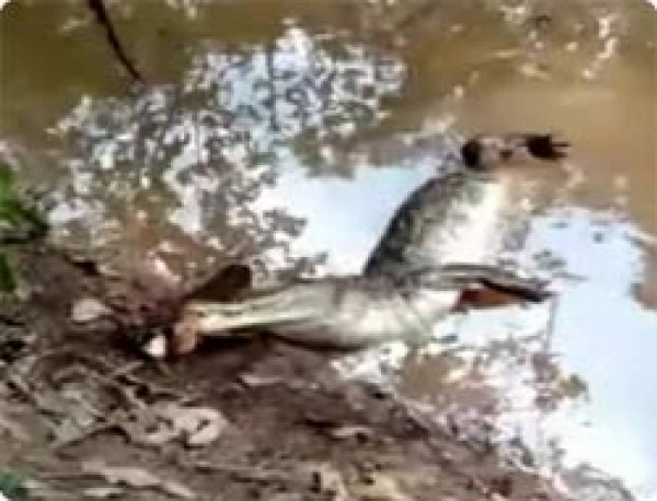 うっかり電気ウナギを食べて感電してしまったワニ カラパイア