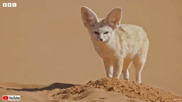 灼熱のサハラ砂漠に棲む可愛いヤツ！フェネック狐に迫ってみた