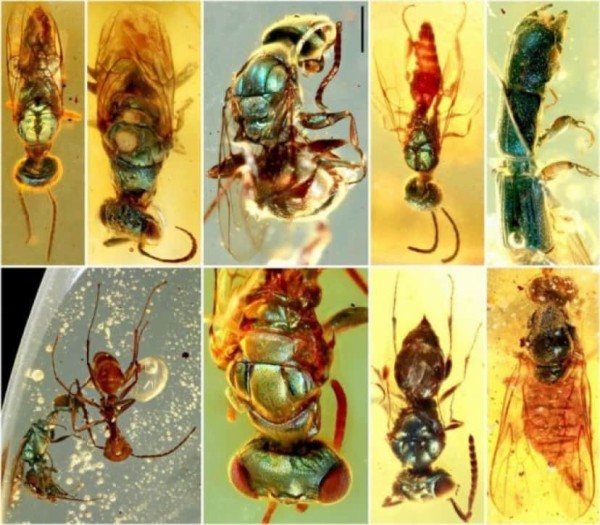 9900万年前の琥珀に閉じ込められた昆虫。まるでつい最近まで生きてい