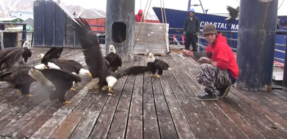 アラスカの鳩＝ハクトウワシ。鳩が餌に群がるがごとく