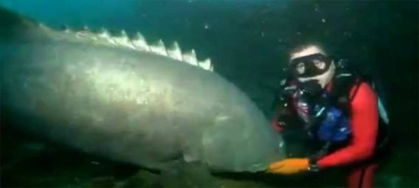 巨大魚 タマカイ 痛恨の一撃 狙った先は カラパイア