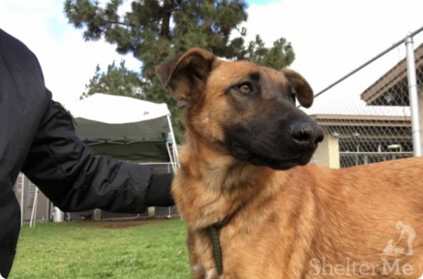 もう飼えない 犬を手放しシェルターに預けた飼い主が 別の犬を譲り受けにやってきた事実が物議をかもす アメリカ カラパイア