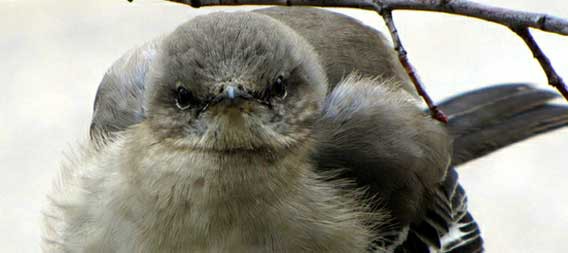 おもしろおすすめ画像 動物編 フクフクかわいい ふとましやかな鳥たちの画像 絶対お勧め まとめブログ