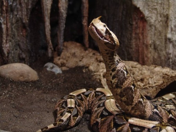 ツチノコそっくりの大型猛毒ヘビ ガボンアダー Gaboon Viper カラパイア