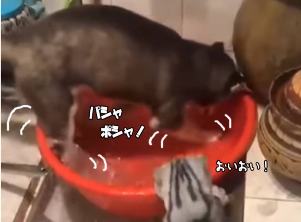 おい 水を無駄にするなとあれほど 水遊びをしていた犬 猫にたしなめられてしょぼーん カラパイア