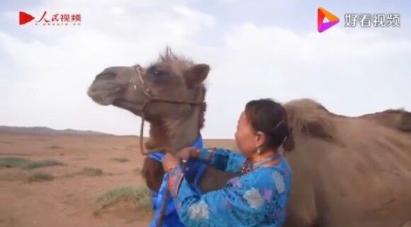 元の飼い主が忘れられず砂漠を100キロ歩いて戻ったラクダ 中国内モンゴル自治区 カラパイア２