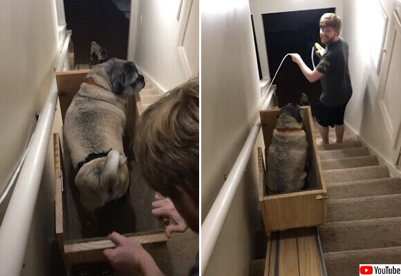 年老いた3匹の愛犬のため 自作で階段昇降リフトを作った女性 カラパイア２