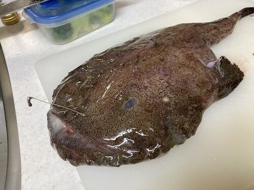 アンコウ Mebaring