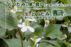 ドクダミの効能は知られていても 美味しく効果的に飲める お酒と言えば ダイエット 食べます 飲みます 好きなだけ