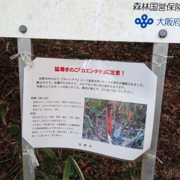 猛毒キノコ カエンタケ がほんとに生えてる 市内某所 ハイキングコース近くのところ 交野タイムズ