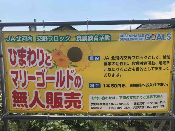 フォトジェニックなとてもたくさんの「ひまわり」が咲く畑が交野に出現