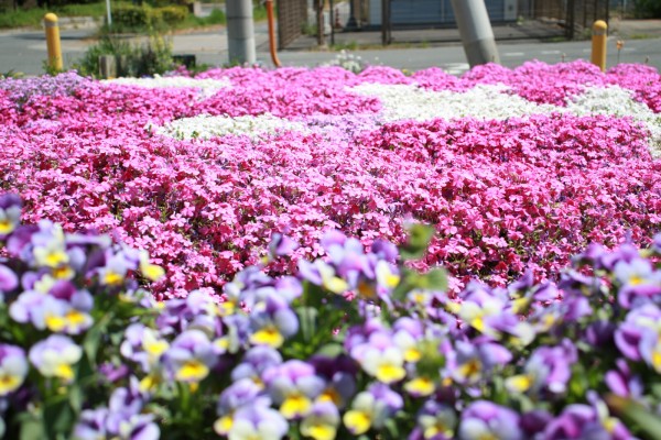 白やピンクの芝桜の絨毯がめっちゃキレイ 天野が原に出現してる 第二京阪道路横の北河内サイクルライン沿いの花壇 交野タイムズ