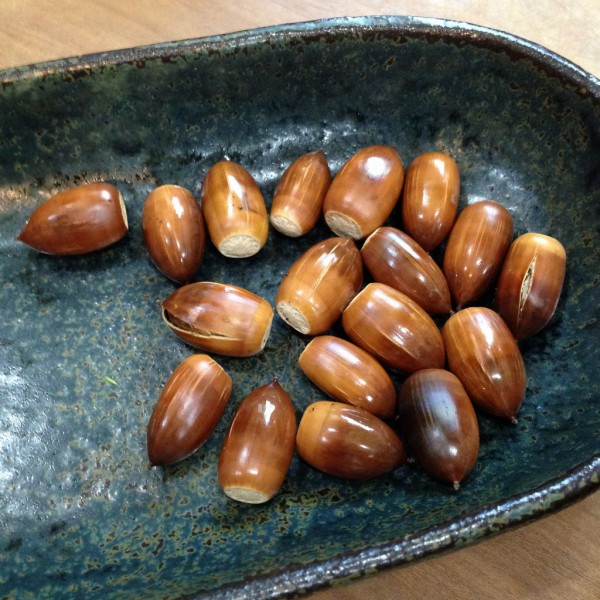 マテバシイ がたくさん落ちてたので拾ってみて食べてみた 食べられるどんぐり イズミヤの駐車場のところ 交野タイムズ