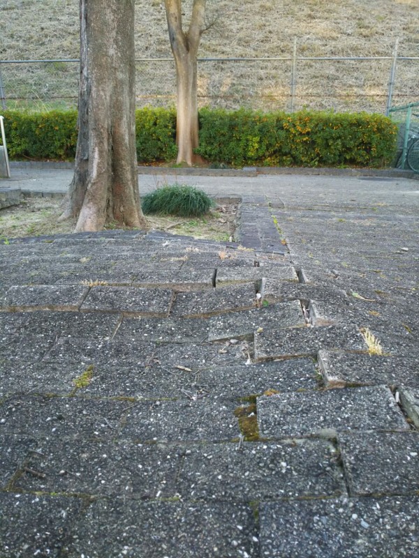 モリモリっと地面が盛り上がってきてる 河内磐船駅前ロータリーのところ 交野タイムズ