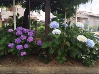 梅雨といえば アジサイ女子 梅雨空の下 交野市内で紫陽花が見頃 交野タイムズ