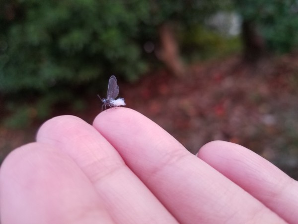 実は北海道だけじゃなかった 交野市内にも雪虫が時々飛んでいる 交野タイムズ