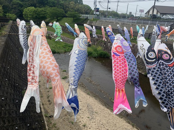 今年も元気にたくさん泳いでいる！天の川「星の里いわふね」近辺の