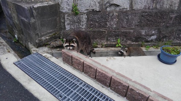 アライグマの親子が出たみたい！〜旭小学校近くの道沿いで朝の時間帯