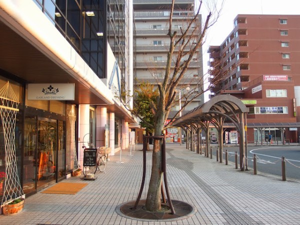 交野市駅ローターリーの『1日で葉っぱが全部落ちた木』が芽生えてる！ : 交野タイムズ