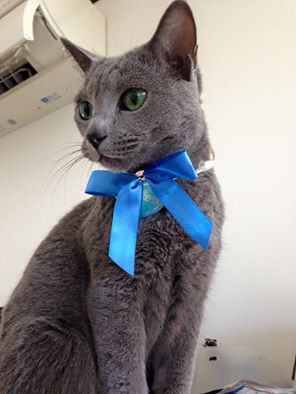 ほし だ 幼稚園