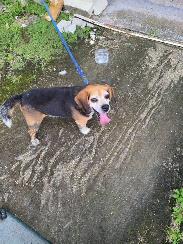 飼い主さん ここにいるよ 交野市星田2丁目で小柄なビーグル犬 雄 が保護されてる 迷い犬 交野タイムズ