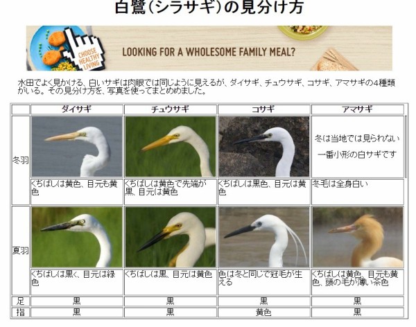 シラサギって正式名称じゃーないみたい 交野いきもの図鑑no 10 交野タイムズ