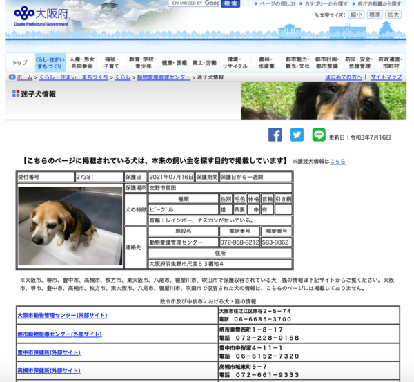 飼い主さん ここにいるよ 交野市星田2丁目で小柄なビーグル犬 雄 が保護されてる 迷い犬 交野タイムズ