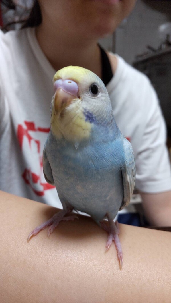 交野市倉治でペットのセキセイインコが逃げてしまい家族が探されてます 交野タイムズ