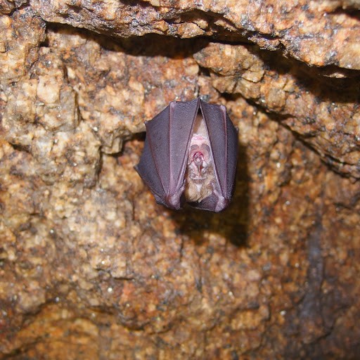 冬眠中の コウモリ は洞窟なんかにおる その貴重な写真がこれだ 交野いきもの図鑑no 8 交野タイムズ