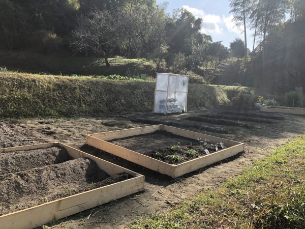 全くの農業ど素人が開墾して野菜を作って収穫してみた 京壬生菜がフレッシュ過ぎてまるでヌードルだ 交野タイムズ