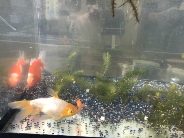 イズミヤ近くのヘアサロン ワザイカ にでっかい水槽が登場し癒し空間 金魚も泳いでて設置は10日前くらいからだそうな 交野タイムズ
