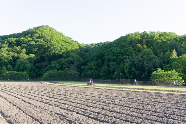 私市の田んぼが黄金色になってる : 交野タイムズ