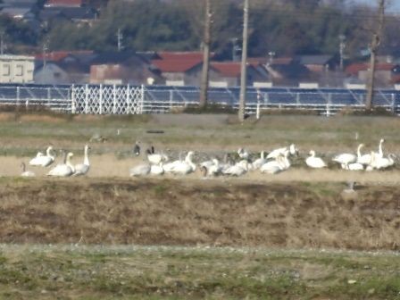 青い空に 白い山と白い鳥 I I G A I N E 片山津温泉
