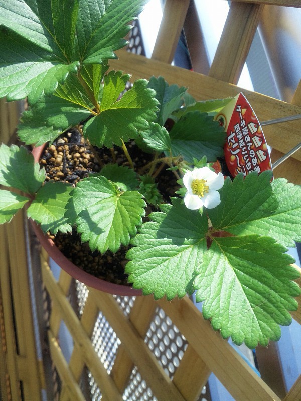 イチゴ栽培 初めてイチゴの花を見ました ベランダで家庭菜園 プランターで栽培日記